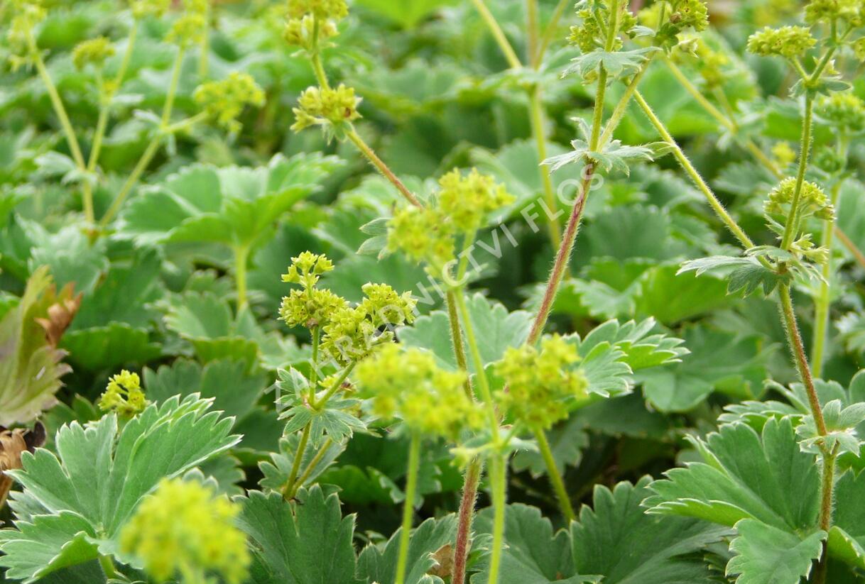 Kontryhel - Alchemilla caucasica