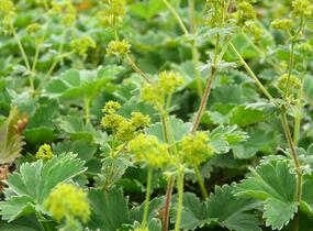 Kontryhel - Alchemilla caucasica