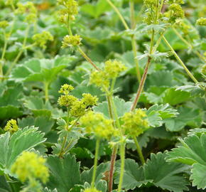 Kontryhel - Alchemilla caucasica