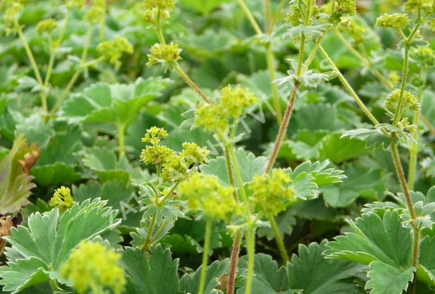 Kontryhel - Alchemilla caucasica