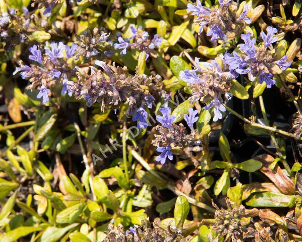 Zběhovec plazivý 'Mahogany Mini' - Ajuga reptans 'Mahogany Mini'
