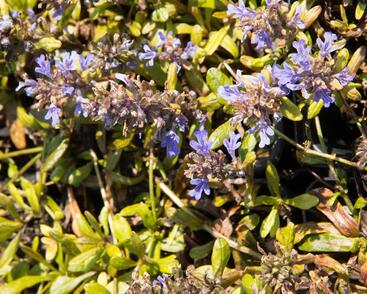 Zběhovec plazivý 'Mahogany Mini'