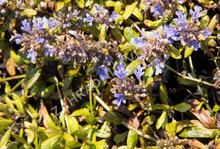 Zběhovec plazivý 'Mahogany Mini' - Ajuga reptans 'Mahogany Mini'