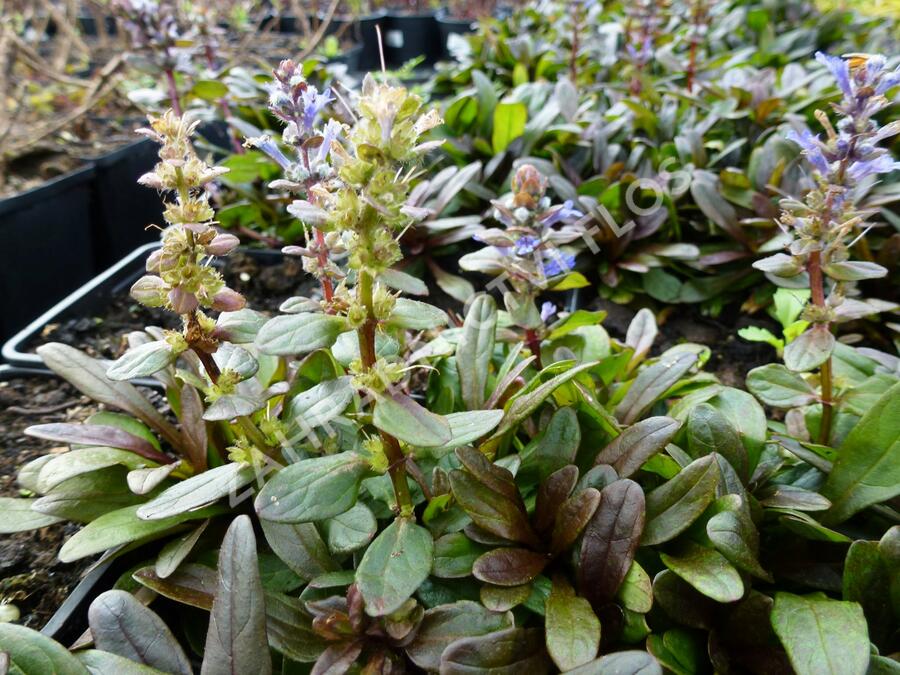 Zběhovec plazivý 'Mahogany Mini' - Ajuga reptans 'Mahogany Mini'