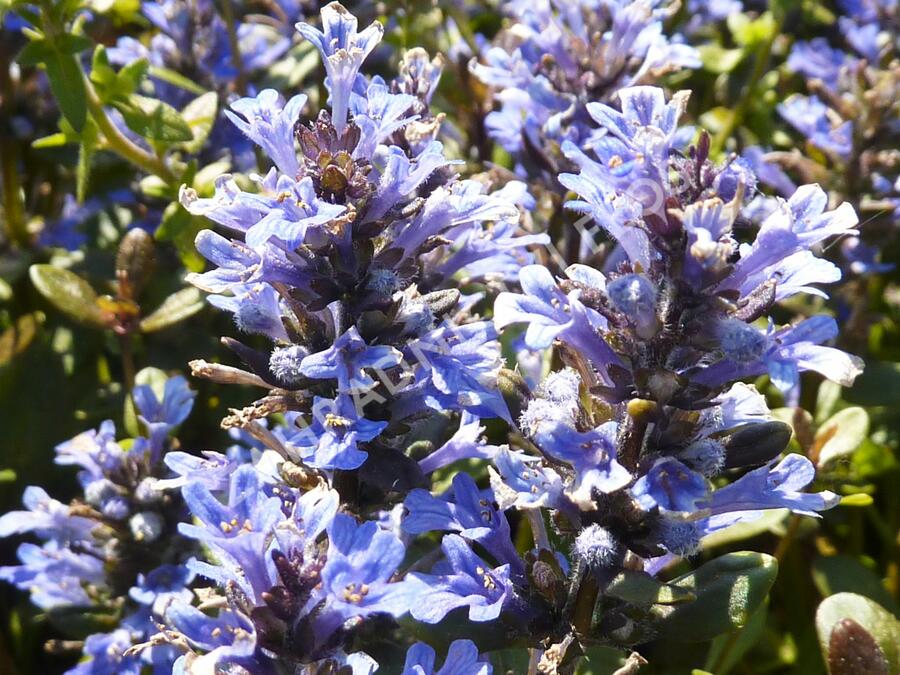 Zběhovec plazivý 'Mahogany Mini' - Ajuga reptans 'Mahogany Mini'