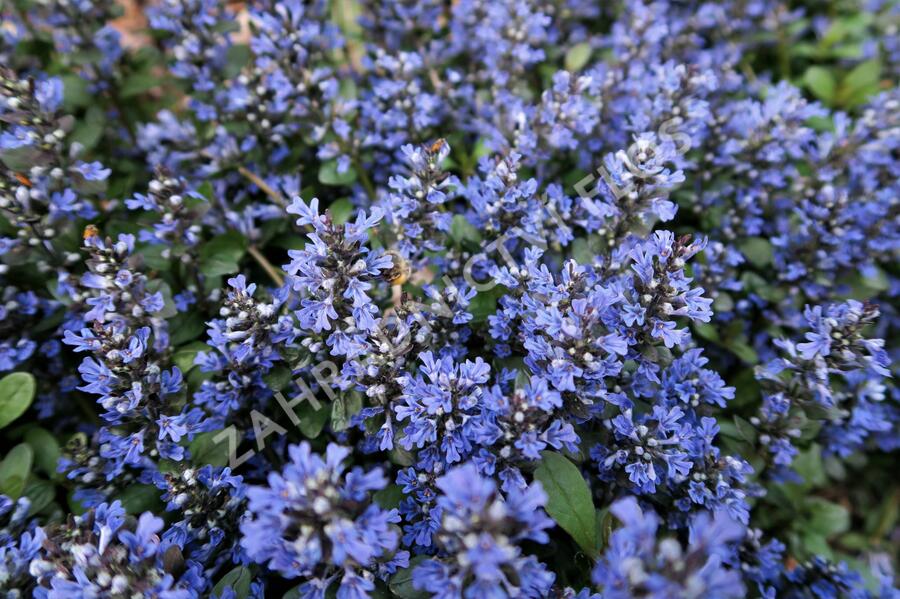 Zběhovec plazivý 'Mahogany Mini' - Ajuga reptans 'Mahogany Mini'