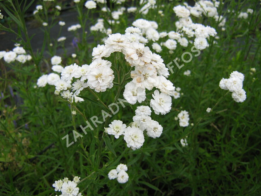 Řebříček bertrám 'The Pearl' - Achillea ptarmica 'The Pearl'