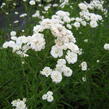 Řebříček bertrám 'The Pearl' - Achillea ptarmica 'The Pearl'