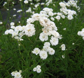 Řebříček bertrám 'The Pearl' - Achillea ptarmica 'The Pearl'