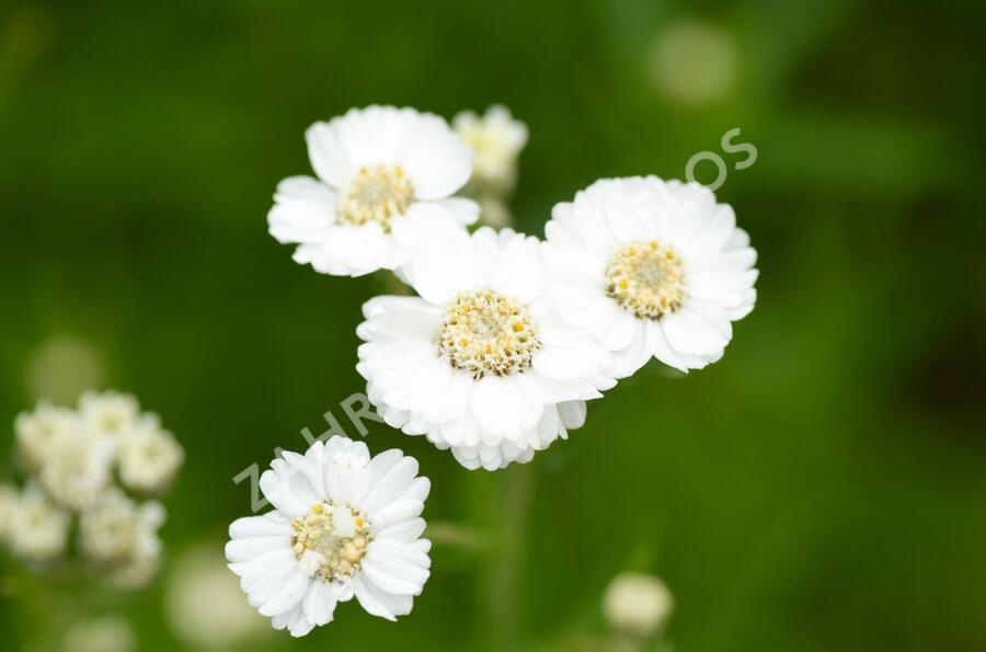 Řebříček bertrám 'The Pearl' - Achillea ptarmica 'The Pearl'