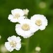 Řebříček bertrám 'The Pearl' - Achillea ptarmica 'The Pearl'