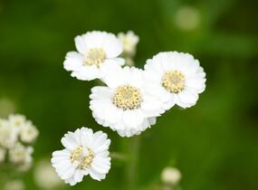 Řebříček bertrám 'The Pearl' - Achillea ptarmica 'The Pearl'