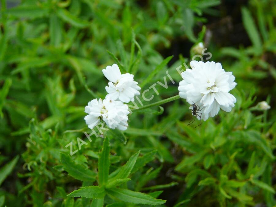 Řebříček bertrám 'The Pearl' - Achillea ptarmica 'The Pearl'