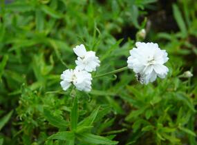 Řebříček bertrám 'The Pearl' - Achillea ptarmica 'The Pearl'