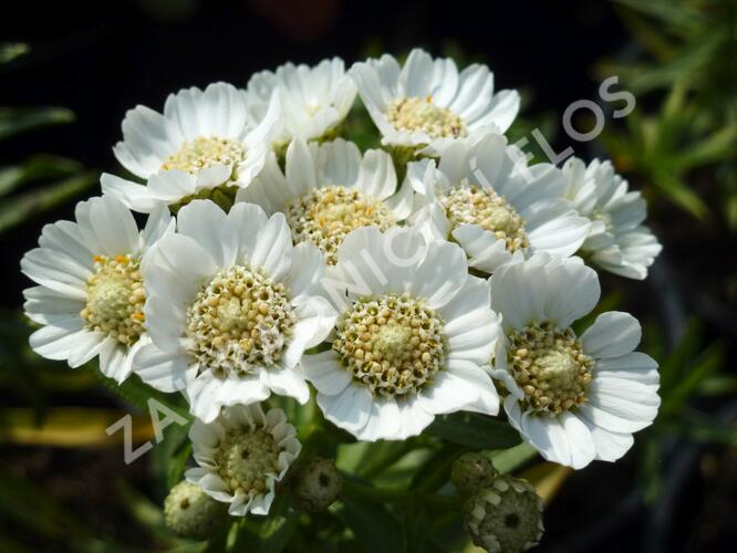 Řebříček bertrám 'Nana Compacta' - Achillea ptarmica 'Nana Compacta'