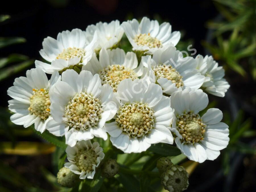 Řebříček bertrám 'Nana Compacta' - Achillea ptarmica 'Nana Compacta'