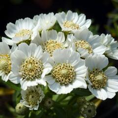 Řebříček bertrám 'Nana Compacta' - Achillea ptarmica 'Nana Compacta'