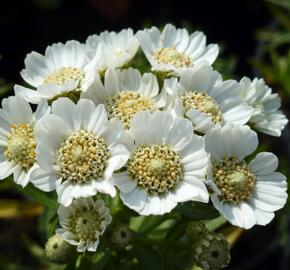 Řebříček bertrám 'Nana Compacta' - Achillea ptarmica 'Nana Compacta'