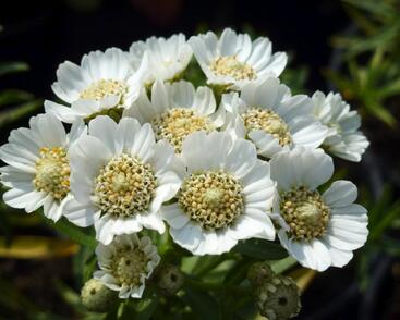 Řebříček bertrám 'Nana Compacta'