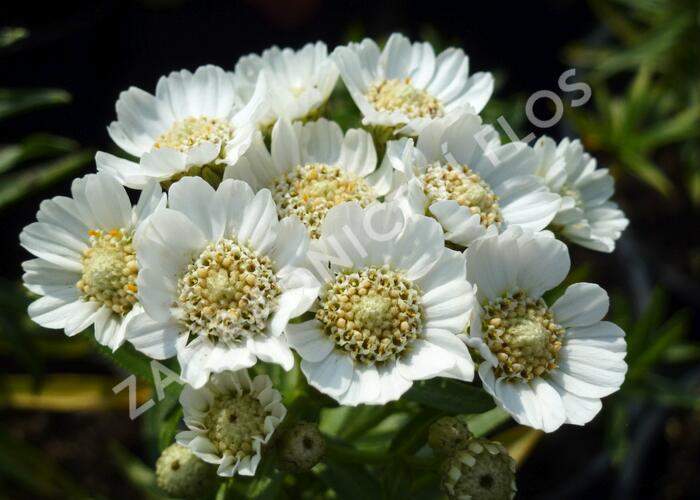 Řebříček bertrám 'Nana Compacta' - Achillea ptarmica 'Nana Compacta'