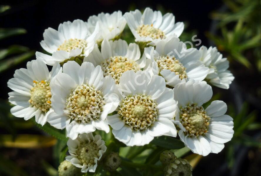 Řebříček bertrám 'Nana Compacta' - Achillea ptarmica 'Nana Compacta'