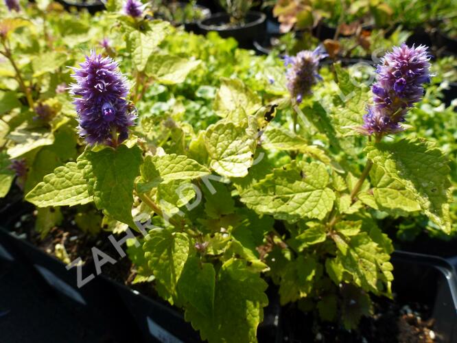 Agastache anýzová 'Golden Jubilee' - Agastache foeniculum 'Golden Jubilee'