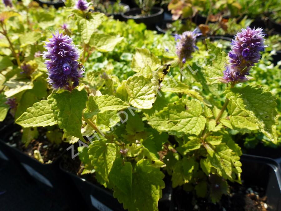 Agastache anýzová 'Golden Jubilee' - Agastache foeniculum 'Golden Jubilee'