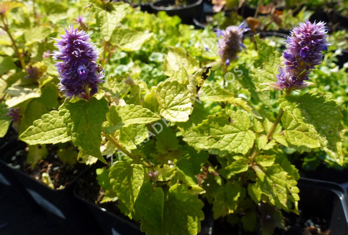 Agastache anýzová 'Golden Jubilee' - Agastache foeniculum 'Golden Jubilee'