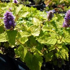 Agastache anýzová 'Golden Jubilee' - Agastache foeniculum 'Golden Jubilee'