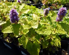 Agastache anýzová 'Golden Jubilee'