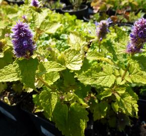 Agastache anýzová 'Golden Jubilee' - Agastache foeniculum 'Golden Jubilee'