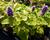 Agastache anýzová 'Golden Jubilee'