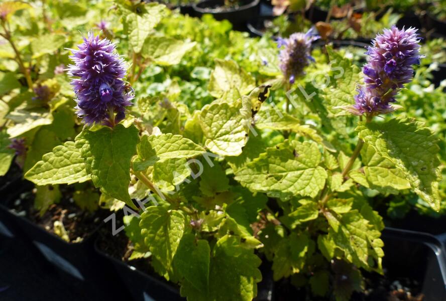 Agastache anýzová 'Golden Jubilee' - Agastache foeniculum 'Golden Jubilee'