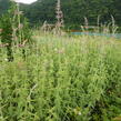 Agastache, obří yzop 'Tangerine Dream' - Agastache barberi 'Tangerine Dream'