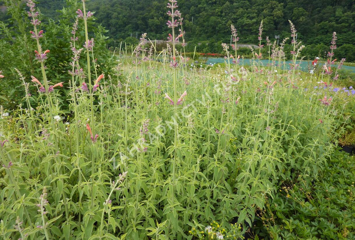 Agastache, obří yzop 'Tangerine Dream' - Agastache barberi 'Tangerine Dream'