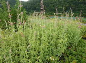 Agastache, obří yzop 'Tangerine Dream' - Agastache barberi 'Tangerine Dream'