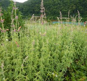 Agastache, obří yzop 'Tangerine Dream' - Agastache barberi 'Tangerine Dream'