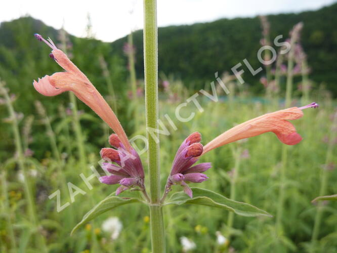 Agastache, obří yzop 'Tangerine Dream' - Agastache barberi 'Tangerine Dream'