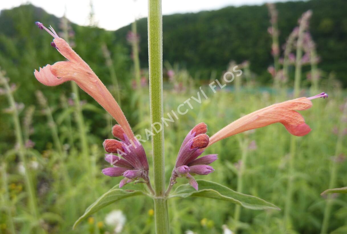 Agastache, obří yzop 'Tangerine Dream' - Agastache barberi 'Tangerine Dream'