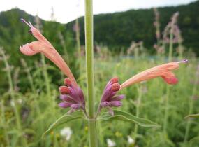 Agastache, obří yzop 'Tangerine Dream' - Agastache barberi 'Tangerine Dream'