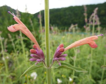 Agastache, obří yzop 'Tangerine Dream'
