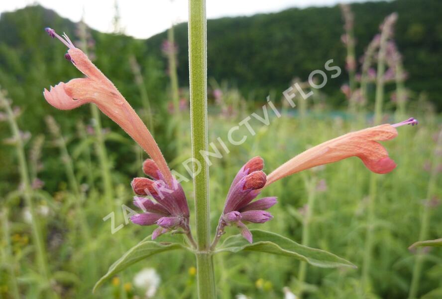 Agastache, obří yzop 'Tangerine Dream' - Agastache barberi 'Tangerine Dream'