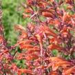 Agastache, Mexický yzop 'Firebird' - Agastache barberi 'Firebird'