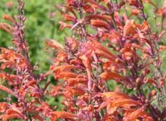 Agastache, Mexický yzop 'Firebird' - Agastache barberi 'Firebird'