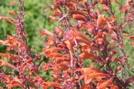 Agastache, Mexický yzop 'Firebird' - Agastache barberi 'Firebird'