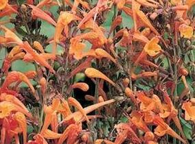 Agastache, Mexický yzop 'Firebird' - Agastache barberi 'Firebird'