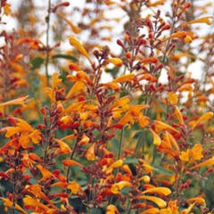 Agastache 'Apricot Sprite' - Agastache aurantiaca 'Apricot Sprite'