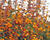 Agastache 'Apricot Sprite'