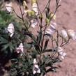 Oměj latnatá 'Roseum' - Aconitum paniculatum 'Roseum'