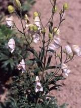Oměj latnatá 'Roseum'